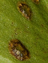 scale